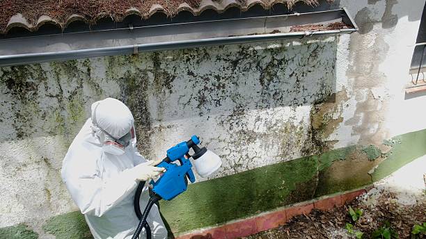 Trusted Black Mold Removal service in Roselle, NJ - Cheap Mold Removal